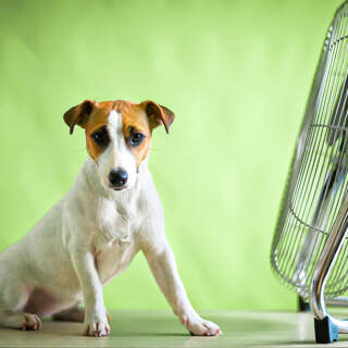 A Small Cute Dog Sits On A Table In Front Of A Large Electric Fan