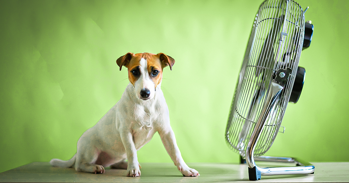 A Small Cute Dog Sits On A Table In Front Of A Large Electric Fan
