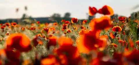 A field of flowers, causing massive allergy attacks due to pollen.