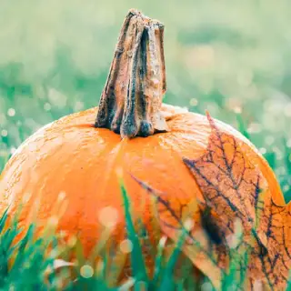 A bright orange pumpkin sitting on a grassy field lets us know it's time for HVAC Maintenance.