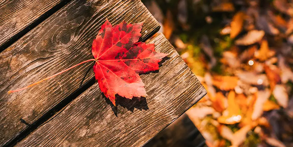 The beautiful fall leaves change color, letting us know it's time for HVAC maintenance.