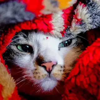 A house cat is bundled up in a blanket because the home's furnace stopped working.