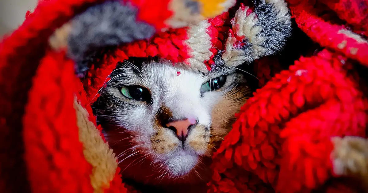 A house cat is bundled up in a blanket because the home's furnace stopped working.