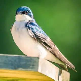 A tree swallow, perched on a ledge.