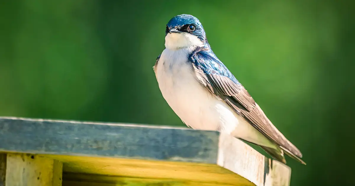 A tree swallow, perched on a ledge.