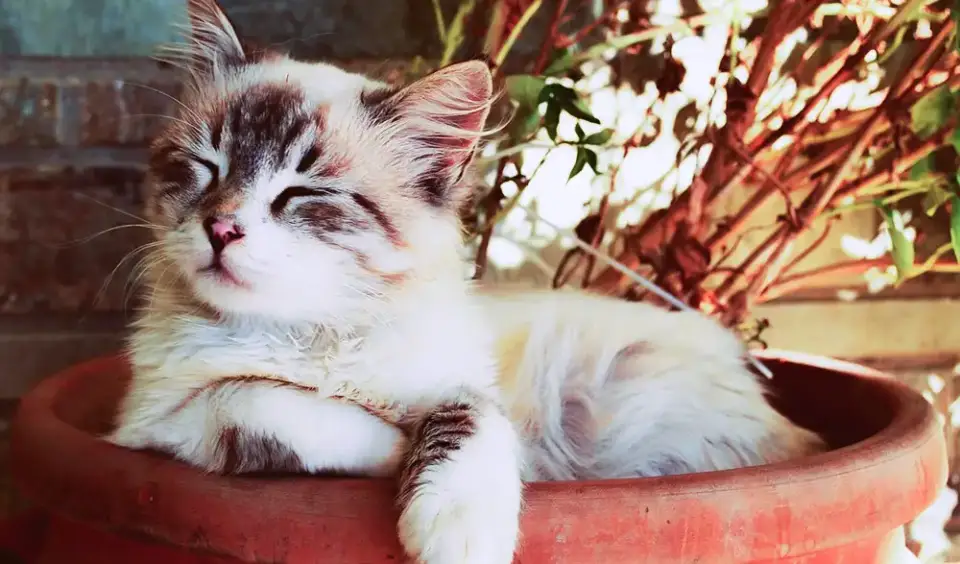 A household cat sitting in a flower pot inside, contributing to dust and allergens.