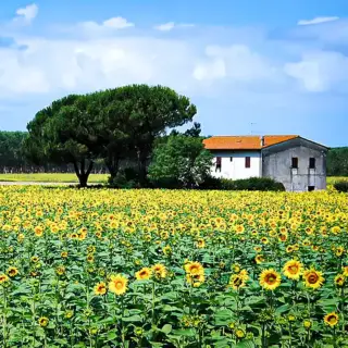 A field of Texas wildflowers, with an old farmhouse in the distance.