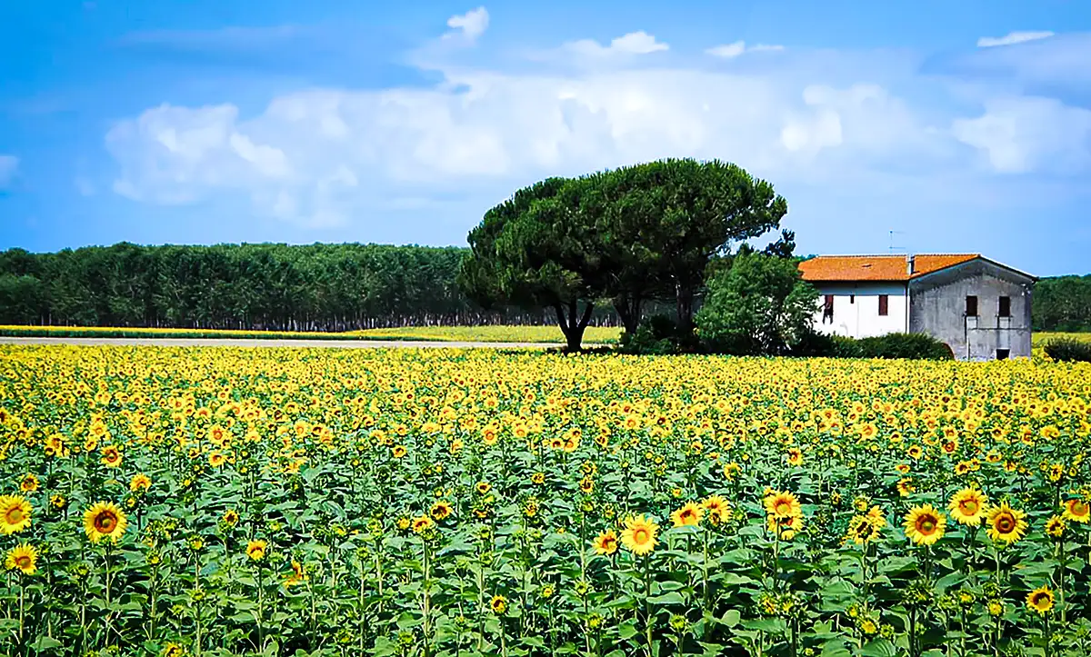 A field of Texas wildflowers, with an old farmhouse in the distance.